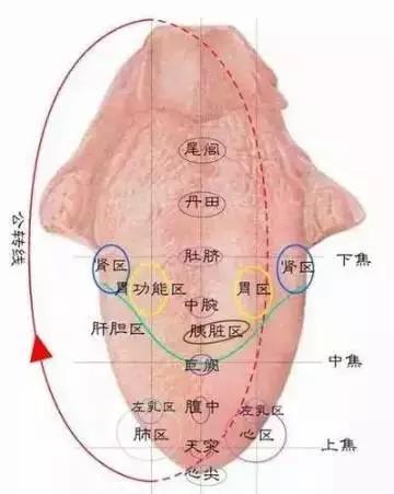 舌头底图片大全图解图片